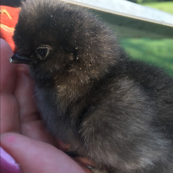 Meet your Posher, Kristie - Picture 3 of 3